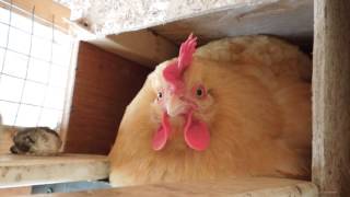 Broody Hen Growling Hissing