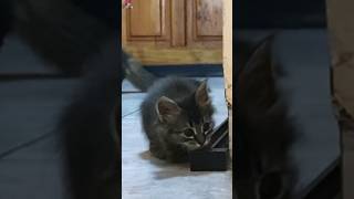 Rescued kitten is scared by the movements of older cat shorts