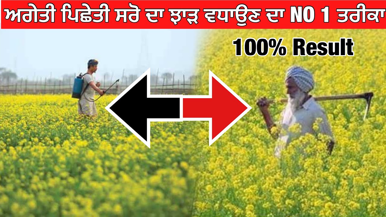 Mustard farming | sarso ki kheti - सरसो का उत्पादन बढ़ाए सिर्फ एक स्प्रे से