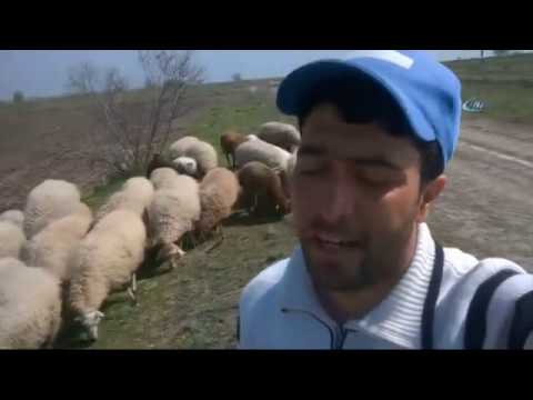Azerbaycanlı Çoban, Hayvanları Otlatırken Söylediği Şarkılarla Fenomen Oldu