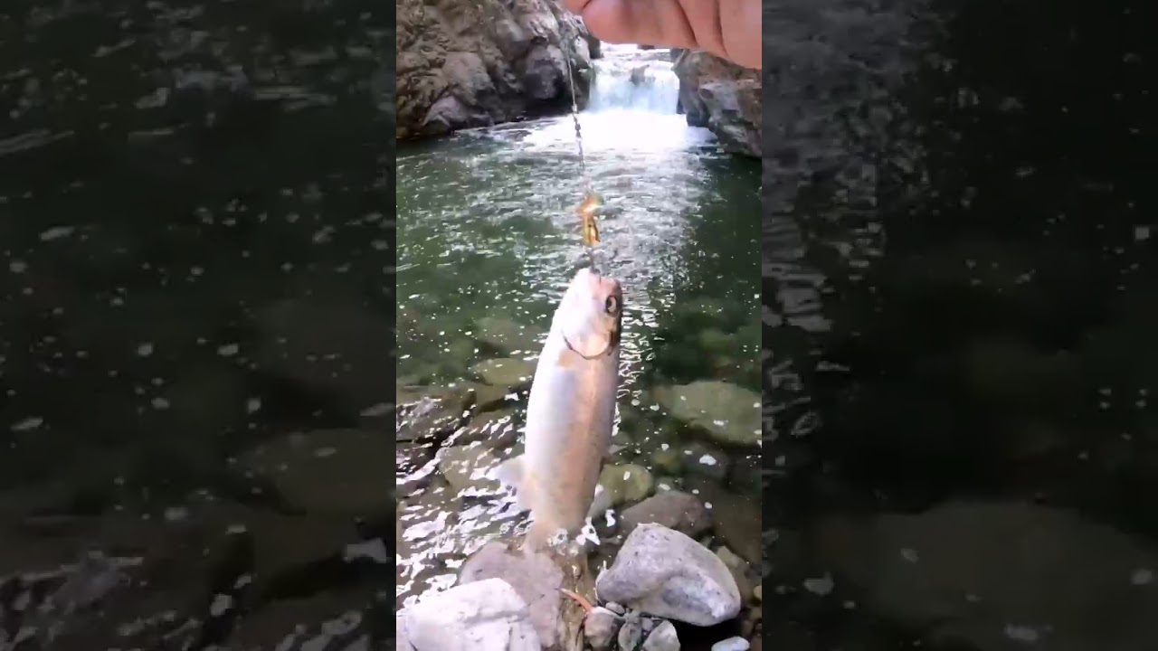 #pesca de #trucha en #rio con #cucharilla #pescadovivo #bluefox #vibrax