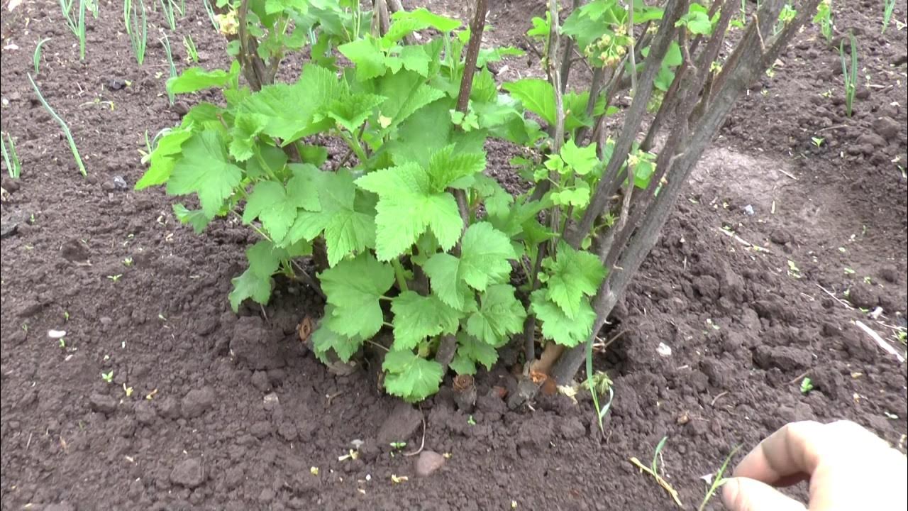 Смородину можно сажать в тени. Мульча для смородины. Ежемалина кимберли шпалера. Ежевика торнфри куст. Смородина с зкс.