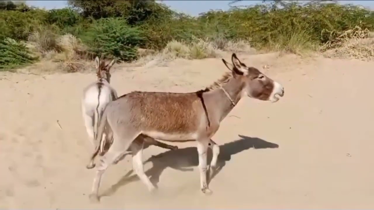 Donkey Moments That Went Viral