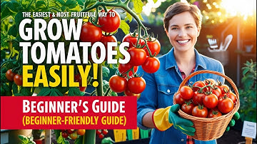 The Easiest & Most Fruitful Way to Grow Tomatoes at Home (Beginner-Friendly Guide)