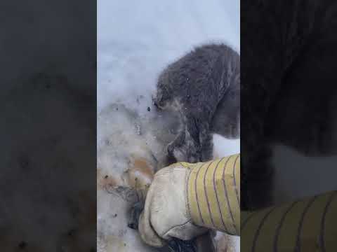 Kendall Diwisch saves 3 kittens that were abandoned and left to die Alberta Canada