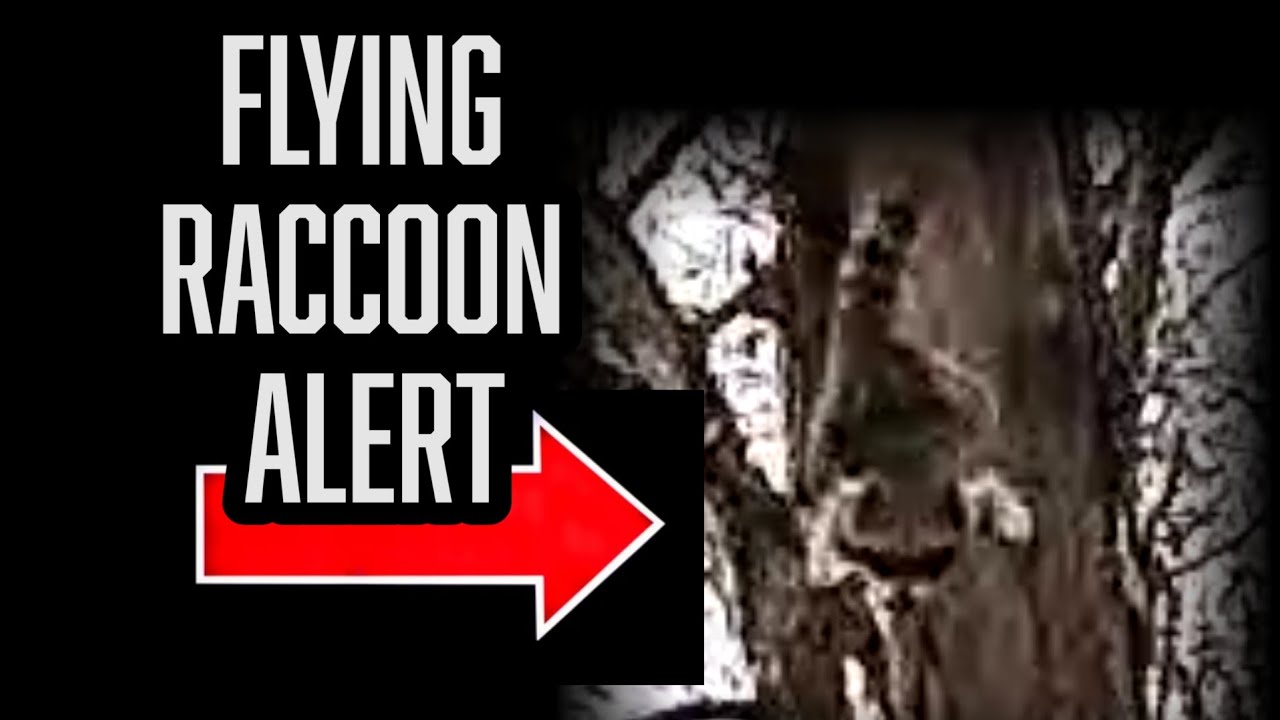 Flying Racoon Asia Flying Raccoon jumps out of tree 🦝#wildlife #raccoon #pppp #fypシ #fyp # ...