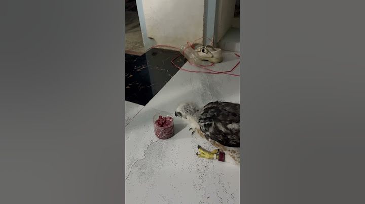 Food hawk #falcon  #BirdOfPrey #Falconry #PeregrineFalcon #FalconFlight #birdwatching
