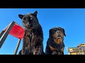 Panther Luna and Venza with the owner before a business trip 😌 (ENG SUB)