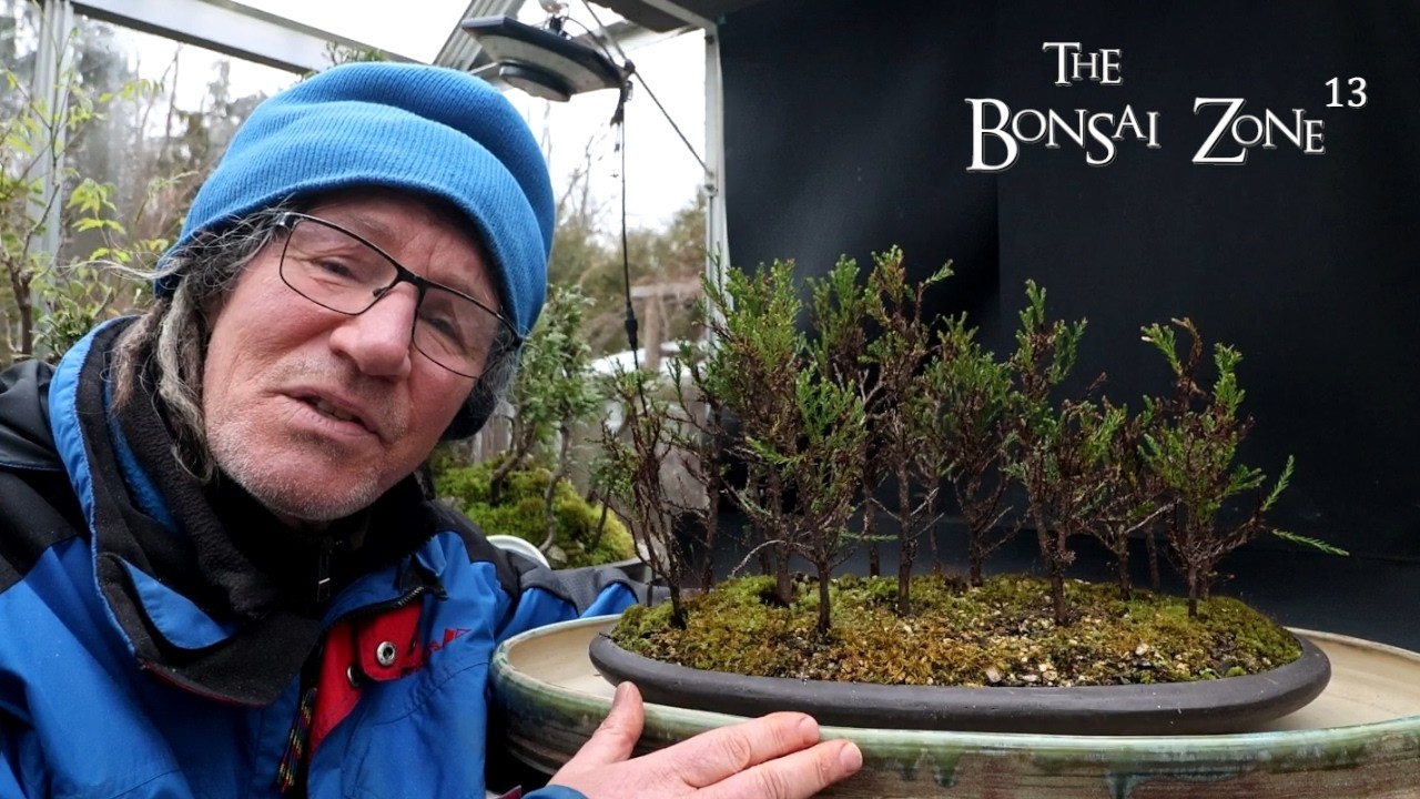 Repotting My Giant Sequoia Forest, The Bonsai Zone, Mar 2026