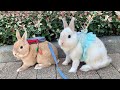 外でも兄うさぎにべったりな弟うさぎが可愛すぎました Even Outside Younger Brother Rabbit Follows Behind His Older No 135 外でも兄うさぎにべったりな弟うさぎが可愛すぎました Even Outside Younger Brother Rabbit Follows Behind His Older No 135