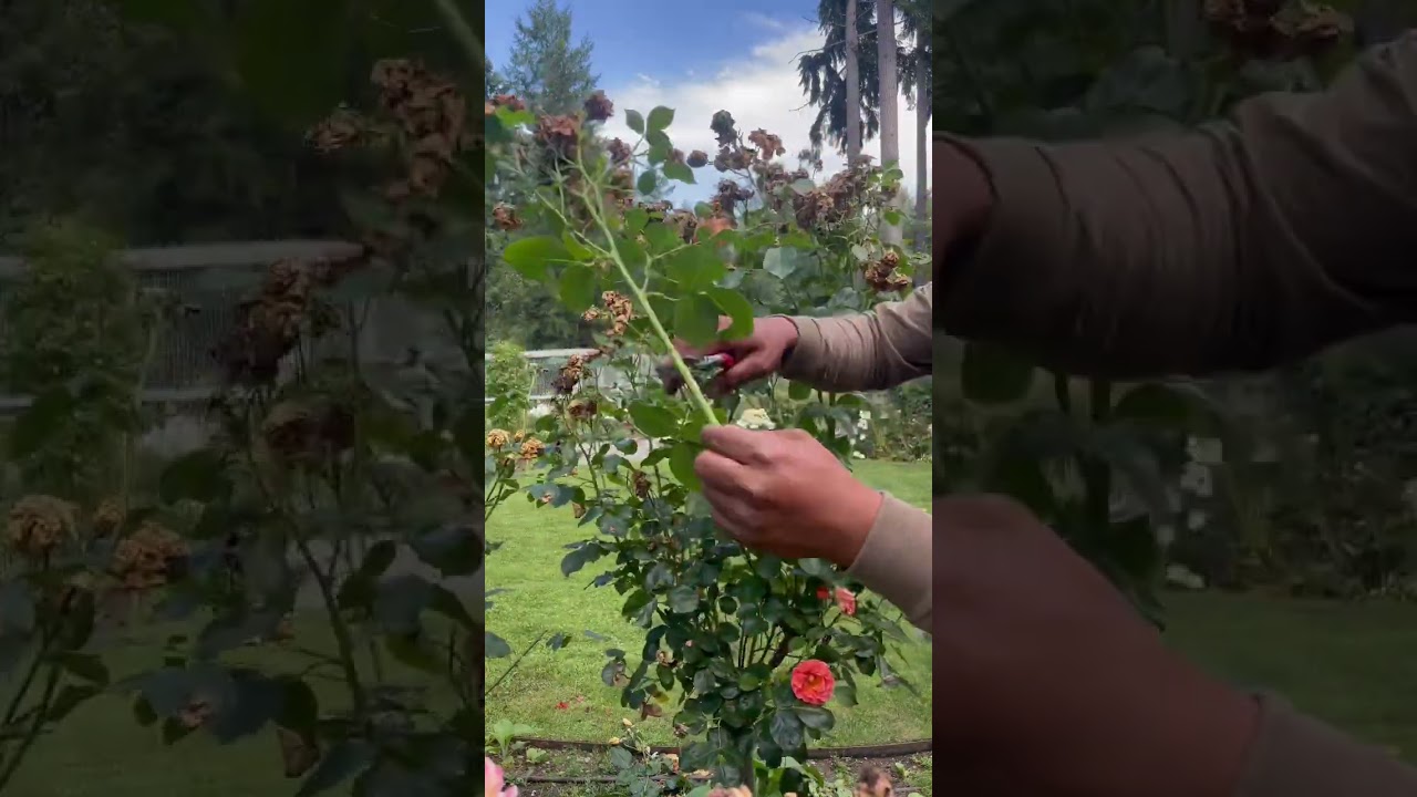 Cómo podar rosas correctamente