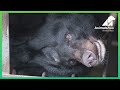 Hochi, the last bear out of the Nanning bear bile farm