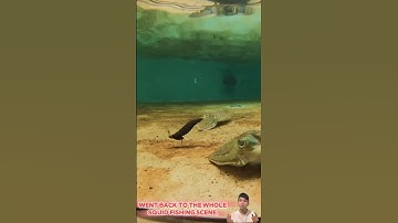 Quá trình câu mực - squid fishing process