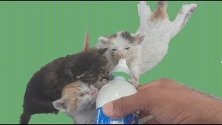 Kittens fighting for milk