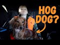 Hog Hunting With a TINY Dog! **Big BUCK ALERT!**