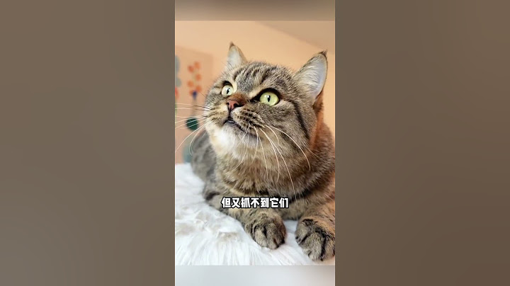 😺猫为啥一看到鸟🐦‍⬛就开始“发电报”❓ #猫咪的迷惑行为 #cat