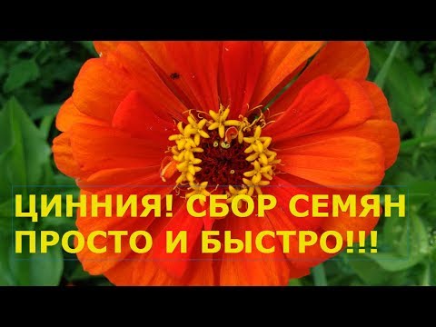 Видео: Отглеждане на циния (42 снимки): засаждане и грижа за цветя. Как да засадите семена за разсад? Как да отглеждаме на открито? Кога да се сеят?