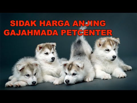 Video: Pet Center, Inc. Secara Sukarela Mengingatkan Kudapan Anjing Domba