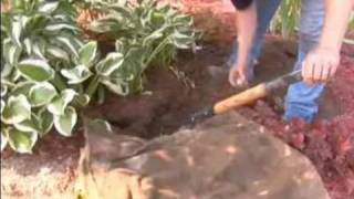 How to Care for Hostas: Gardening Tips : How to Dig Up Hostas