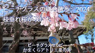 ビーチグラスの鎌倉散歩　枝垂れ桜　ミツマタツツジ