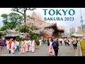 Cherry Blossoms in Meguro River and Down Town Tokyo【目黒川】#explorejapan #japan #4k