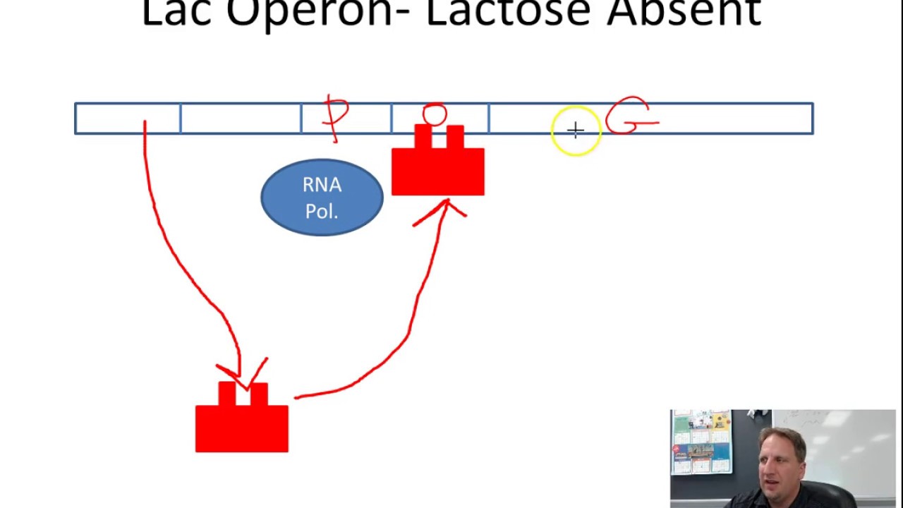 Operons EXPLAINED. Lac vs. Tryp Operons - YouTube
