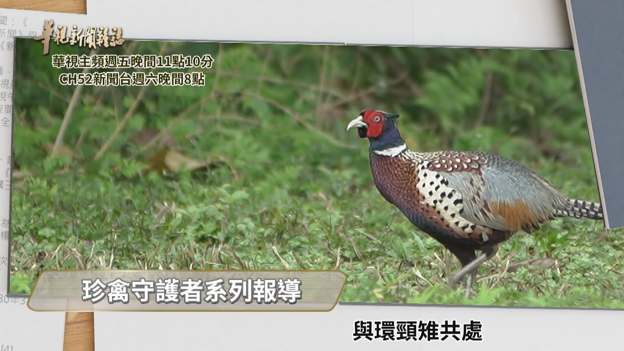 珍禽守護者 與環頸雉共處 友雉一同 黑鳶來了 華視新聞雜誌預告ep2308 22 04 01 Youtube