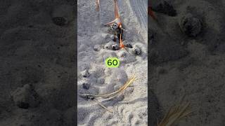 The Number Of Days A Sea Turtle Egg Incubates In The Sand