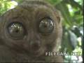 Funny animal with big eyes d