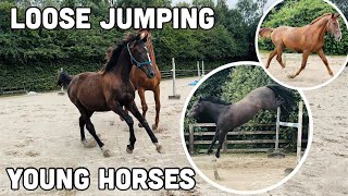 LOOSE JUMPING 3 HORSES // Can They Jump?