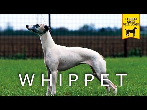 WHIPPET trailer documentario (razza canina)