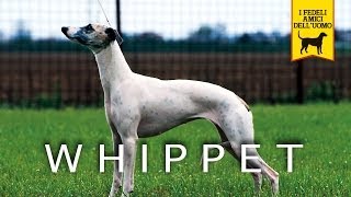 WHIPPET trailer documentario (razza canina)