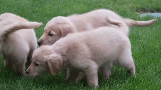 Lester Schlabach's Golden Retriever Puppies by Mt Hope Puppies 21 views 10 hours ago 1 minute, 15 seconds