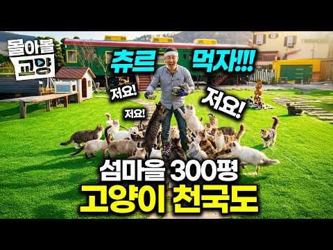 "300평 외딴섬에 고양이 집 지었다" 장애묘 갈 곳 없다며 섬마을에 모두 데려와 키우는 남자 집사의 감동적인 이야기 #몰아볼교양