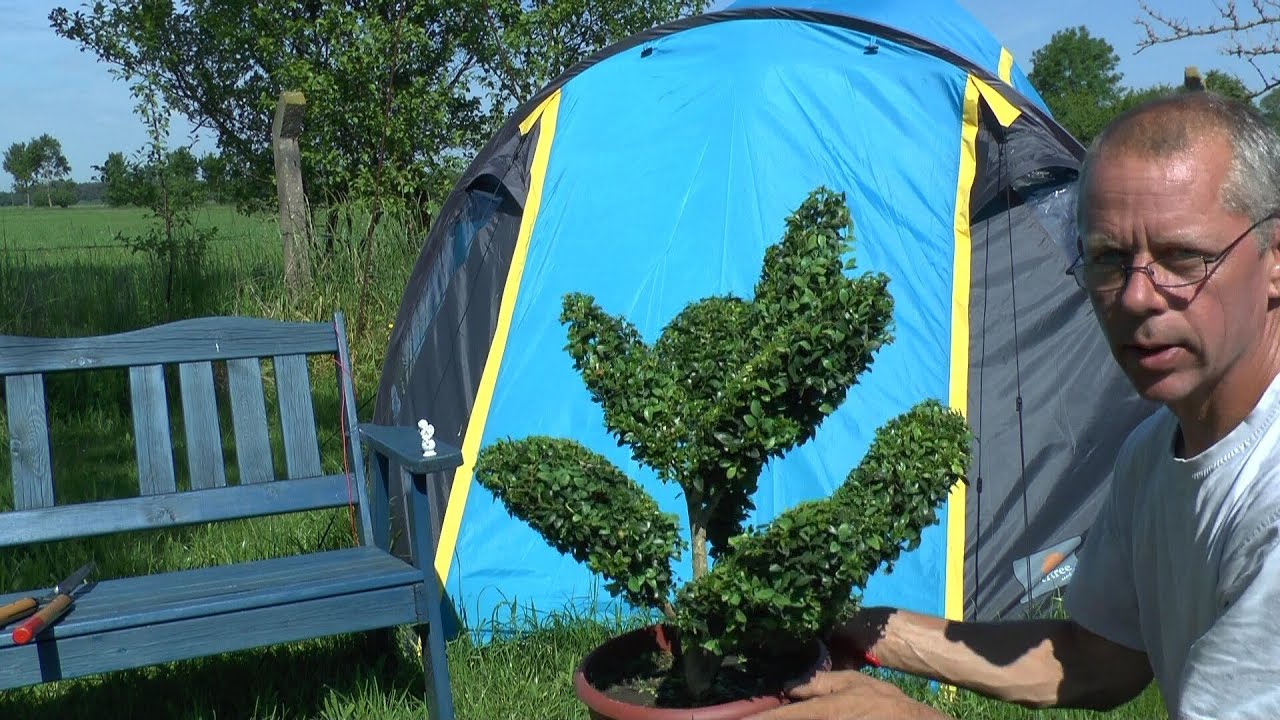 Pruning Boxwood Buchsbaum Heckenschnitt Teil 3 Youtube Pruning Boxwood Buchsbaum Heckenschnitt Teil 3 Youtube