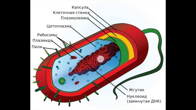 Өзбек қазақша порно видео