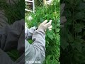 ③ チュウゴクアミガサハゴロモを静かに退治(その3)#チュウゴクアミガサハゴロモ