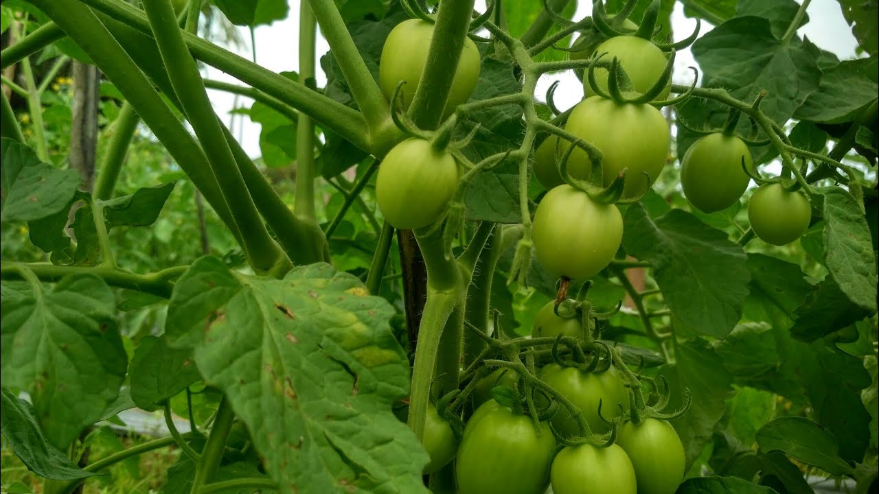 Teknik Budidaya Tomat Servo F1 Cepat Berbuah 