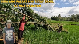 Download Lagu PAGLILINIS NG MGA KAWAYAN SA PALAYAN NI TATAY DAHIL SA MALAKAS NA HANGIN HABAGAT MP3 Download Lagu PAGLILINIS NG MGA KAWAYAN SA PALAYAN NI TATAY DAHIL SA MALAKAS NA HANGIN HABAGAT MP3