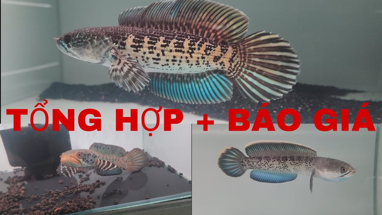 TỔNG HỢP + BÁO GIÁ ĐẦU NĂM MỚI, TẶNG QUÀ CHO NHỮNG ĐƠN HÀNG ĐẦU NĂM TẠI TY CHANNA #channa #tychanna 