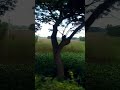 #beauty & #nature #rural #vlog   #views #viral #shorts #trending #naturalbeauty
