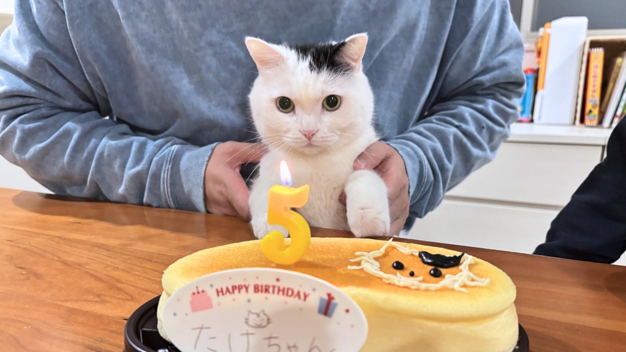 Celebrating our cat's birthday turned into the happiest day ever