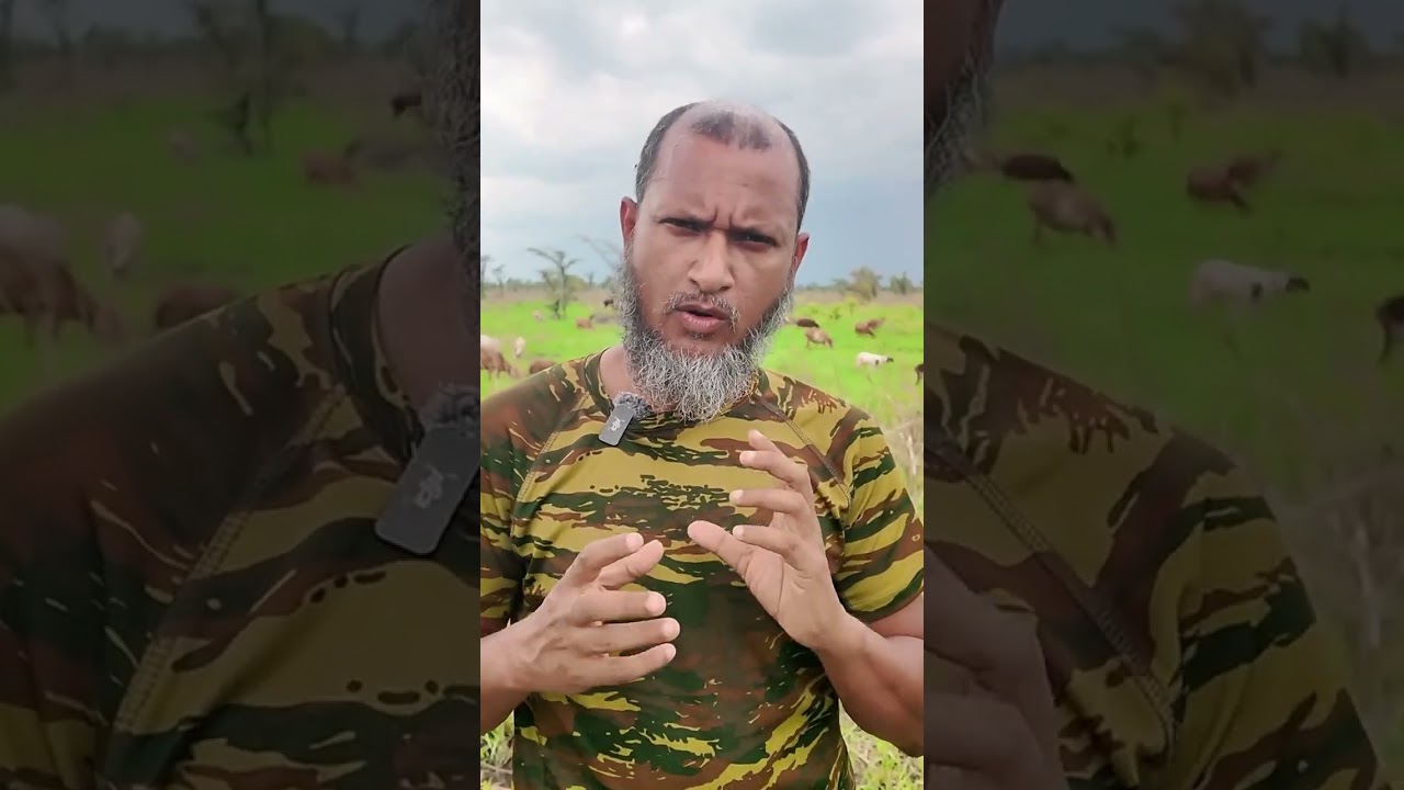 কেন আমরা দুম্বা পালনে বেশি মনোযোগ দিচ্ছি ?