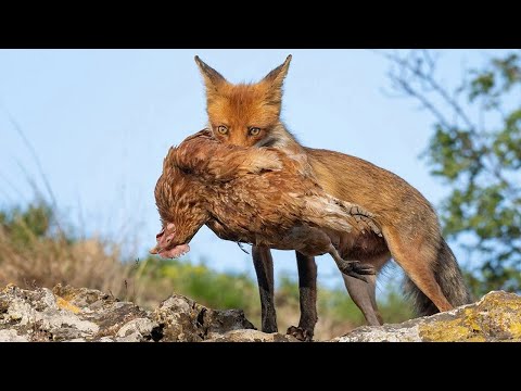 видео: ЛИСЫ НА ОХОТЕ! Как охотятся эти хитрые хищницы