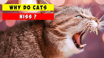 Recognizing The Signs Of CAT Aggression And Fear - Why Cats Hiss