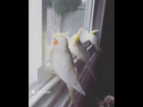 burung lucu imut banget 