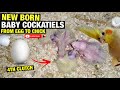 NEW BORN BABY COCKATIELS