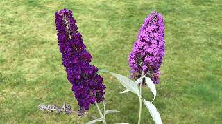 Секреты успеха по уходу за буддлеей Давида ! Buddleja Davidii