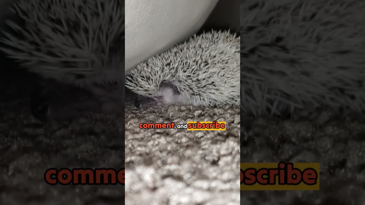 The Bizarre Reason Why Hedgehogs Spit On Themselves 