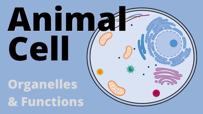 endoplasmic reticulum function animal cell